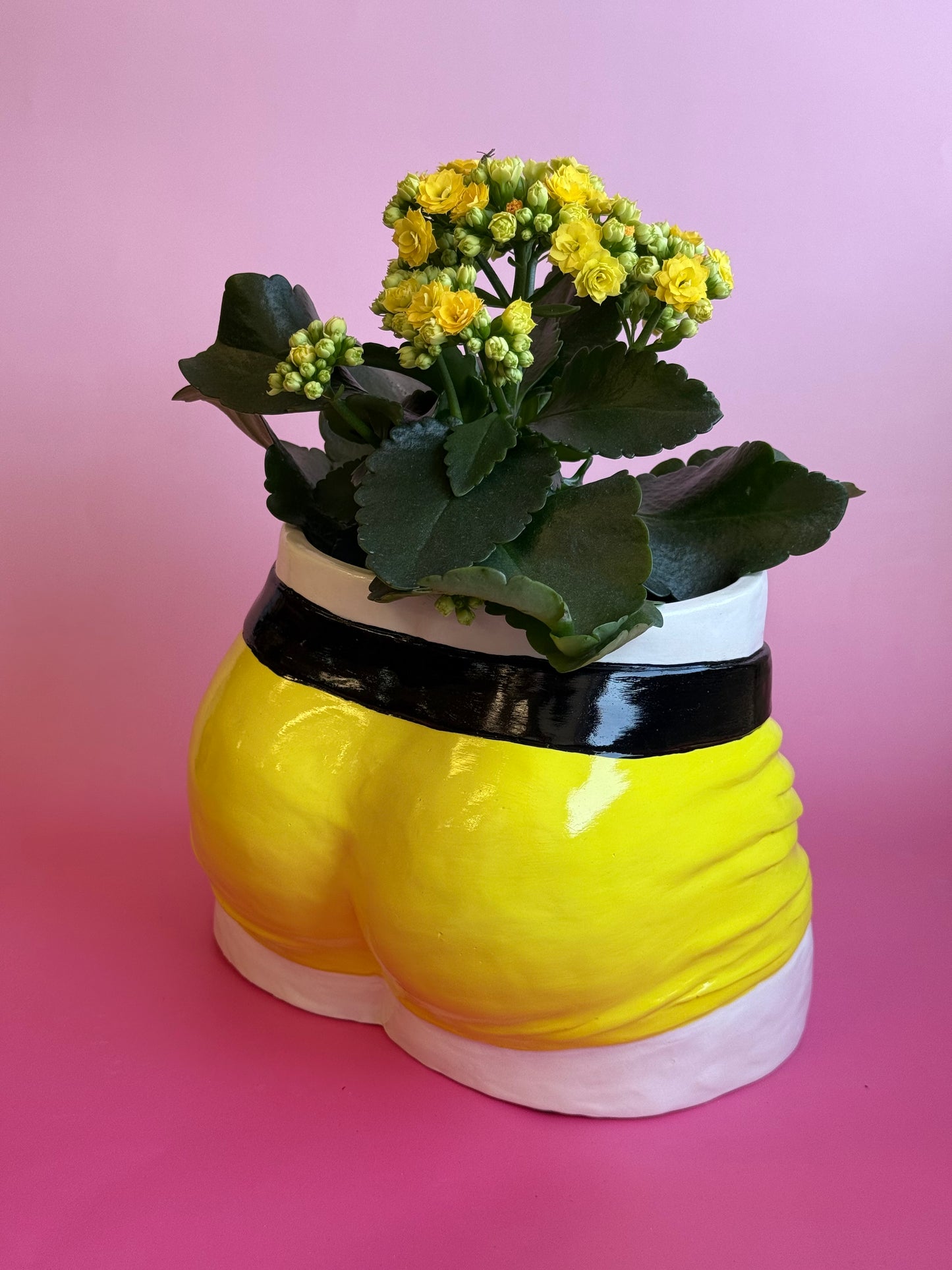 Planters “Boxers”( in five colors)