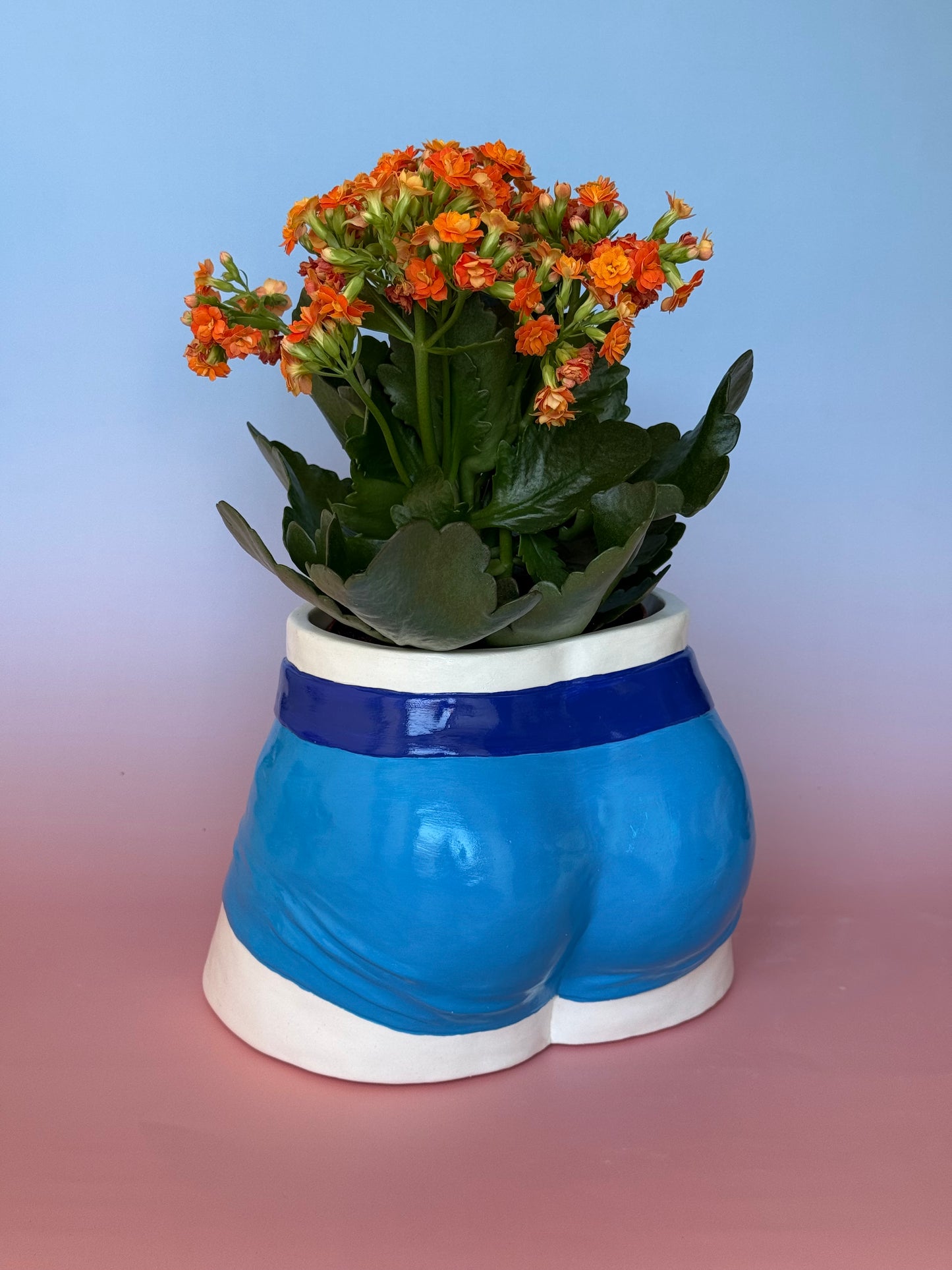 Planter “blue Boxers”