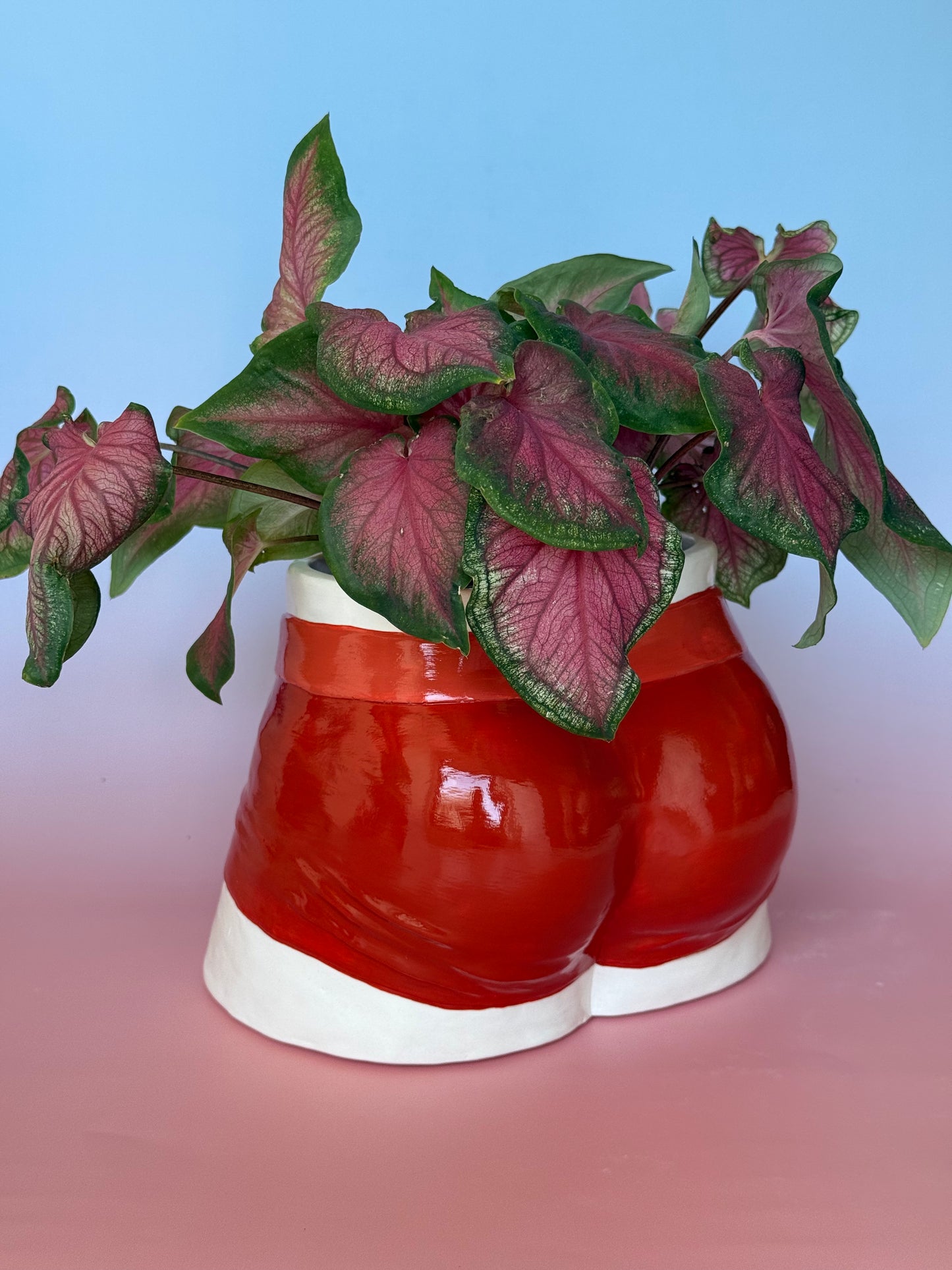 Planter “red Boxers”