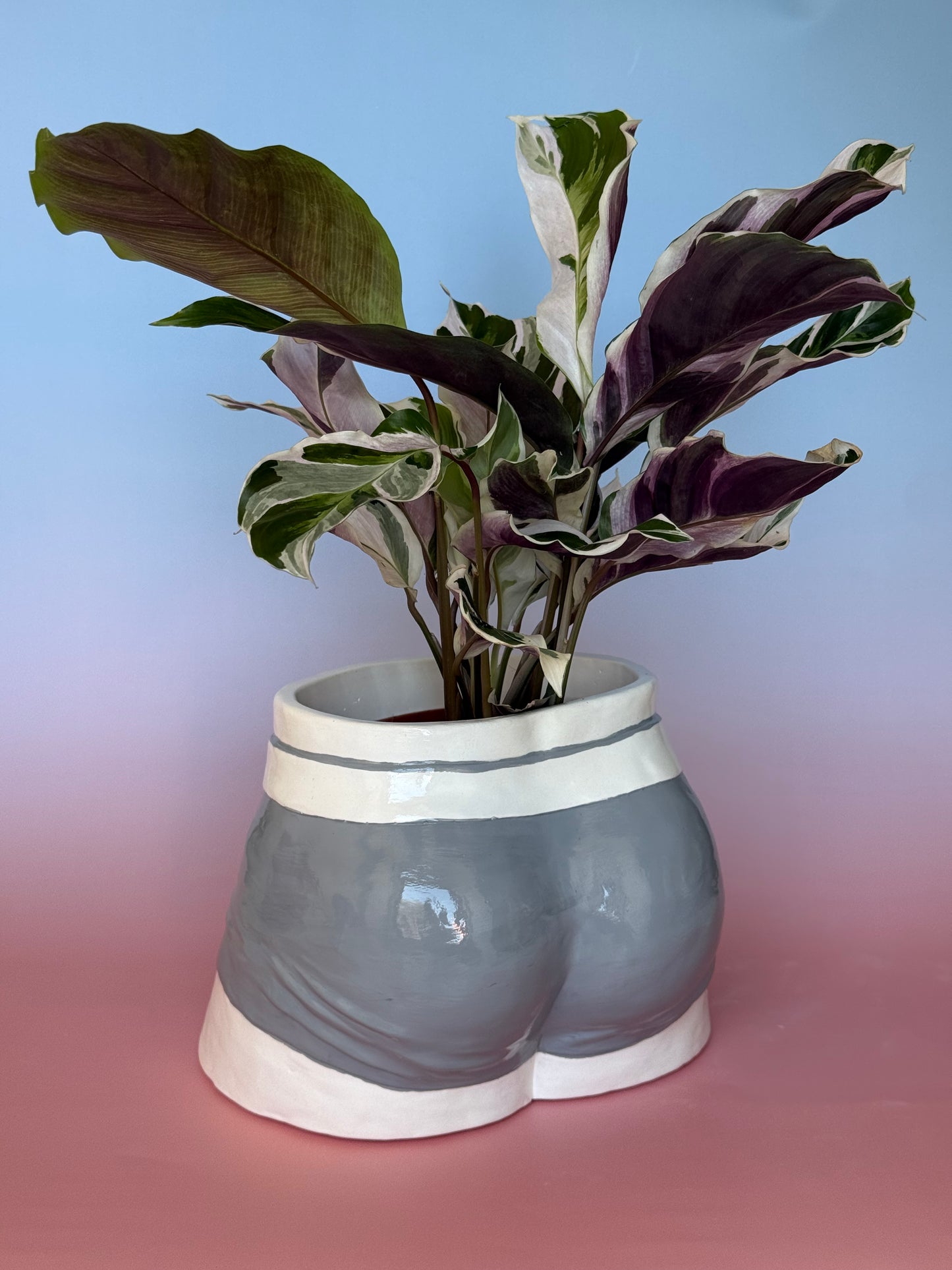 Planter “grey Boxers”