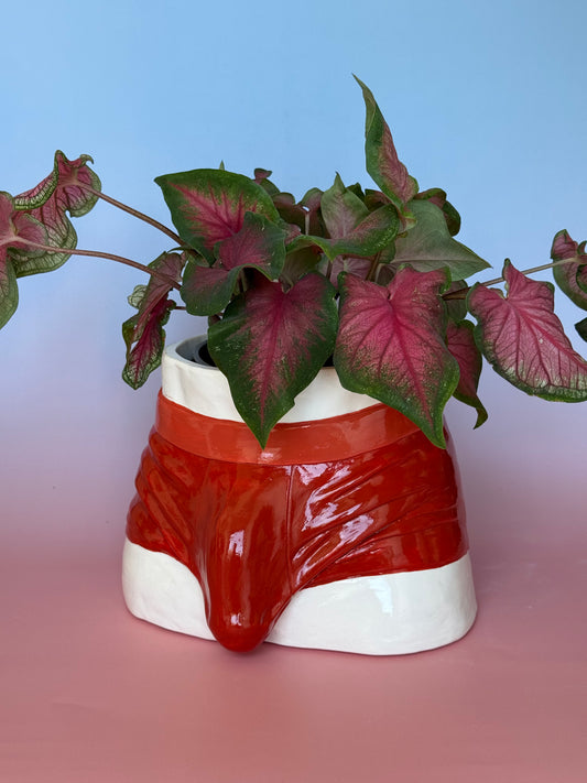 Planter “red Boxers”